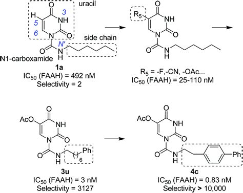 Design and synthesis of uracil urea derivatives as potent and selective fatty acid amide ...