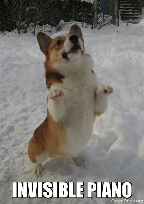 Having A Bad Day? Corgis To The Rescue! | Corgi funny, Funny dog memes, Corgi memes