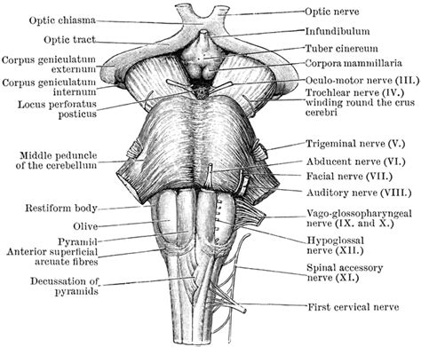 Mesencephalon; Midbrain