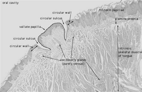 HLS [ Digestive System: Oral Cavity and Teeth, tongue, vallate papillae ] MED MAG labeled