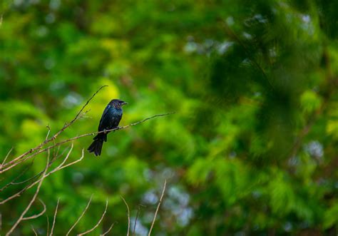 Black Drongo Photos, Download The BEST Free Black Drongo Stock Photos ...