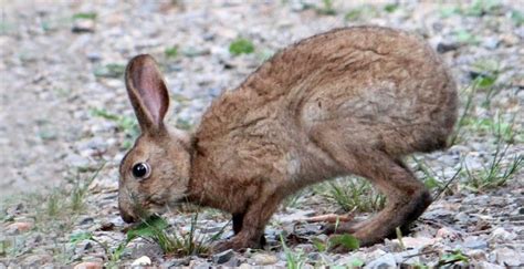 The Japanese Hare | Critter Science