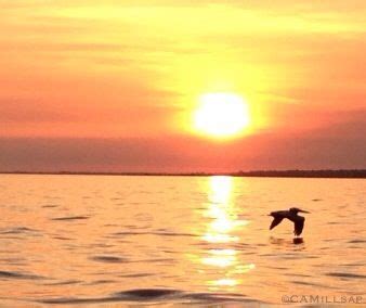 Brown Pelican flying over Apalachicola Bay at sunset. @Cheryl-Anne Millsap: Florida's Forgotten ...