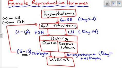 Female Reproductive Hormones Chart