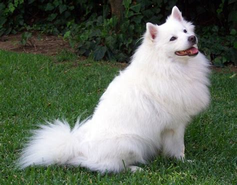 American Eskimo Dog Information and Pictures - PetGuide | PetGuide