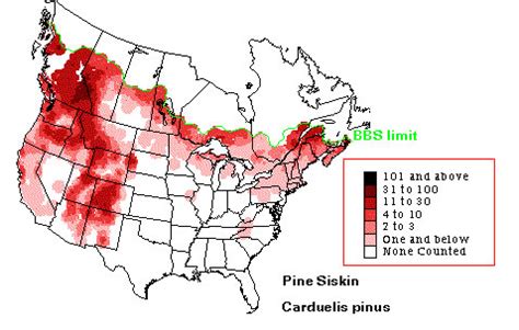 Pine Siskin - eBirdr