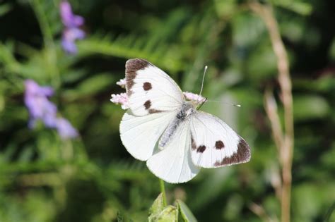 Piéride du Chou - Pieris brassicae | Clicnat - Picardie Nature