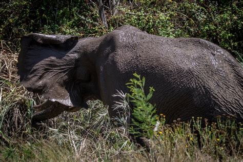 Close Up Shot of an Elephant · Free Stock Photo