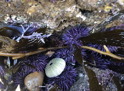 CCGP — Strongylocentrotus purpuratus (Purple Sea Urchin)