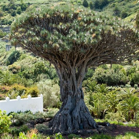 How to Grow a Dragon Tree - Indoor Plant Guides