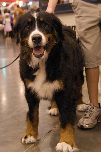 rescue bernese mountain dog | Flickr - Photo Sharing!