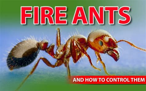 How to Get Rid of Fire Ants - Organic Control, Inc.