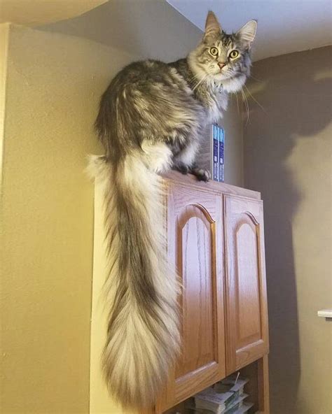 Michigan Cat Shows Off World's Longest Tail, The Floofiest 'Featherduster' in These Photos ...