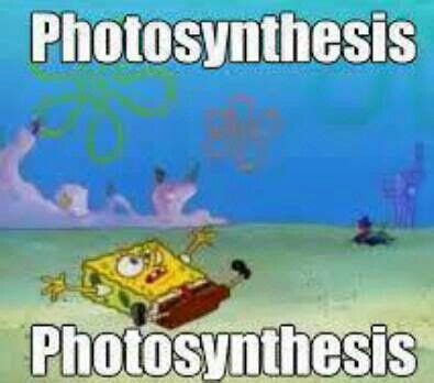 This is the only thing I can think of when my science teacher says photosynthesis. XD | Funny ...