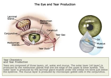 What is dry eye syndrome & what are the signs and symptoms for dry eyes