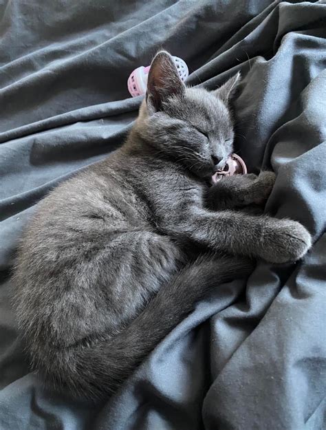 My baby is always sleeping🥺💖 : catpictures