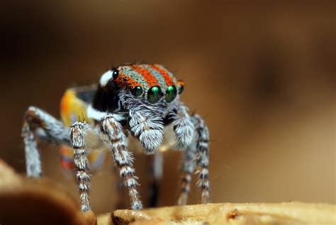 Maratus volans – Ausemade