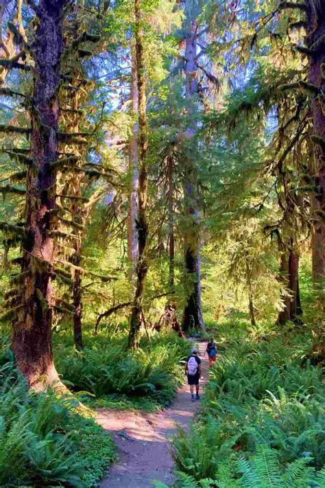 5 Best Hoh Rainforest Hikes