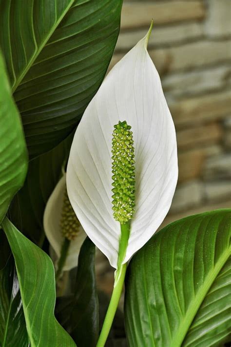 Peace Lily Flower Meaning and Incredible Symbolism | Florgeous