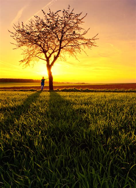 50 Beautiful Examples of Tree Photography | The JotForm Blog