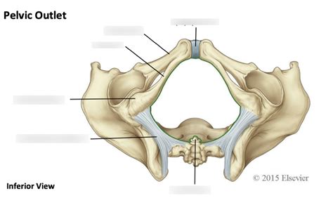 Pelvic Outlet Diagram | Quizlet