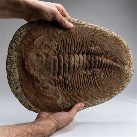 Large // Trilobite Fossil - Astro Gallery - Touch of Modern