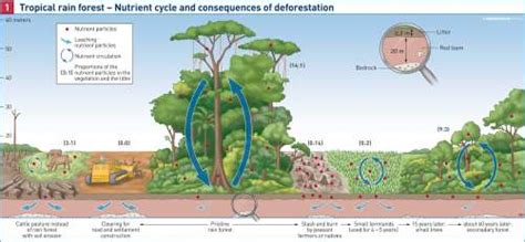 Maps - Tropical rainforest – Nutrient cycle and consequences of deforestration - Diercke ...