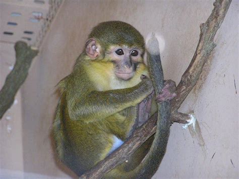 Southern talapoin monkey or angolan talapoin | zoo-ekzo.ru - Экзотические животные