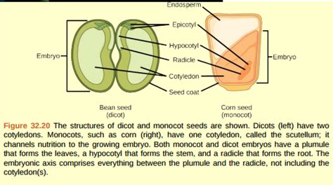 Solved: Figure 32.20 What is the function of the cotyledon? a. It ...