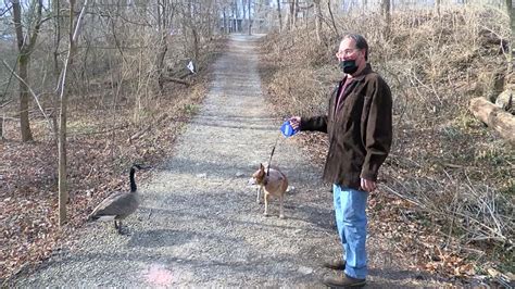 A goose became a family's pet after being rescued as a baby - CNN