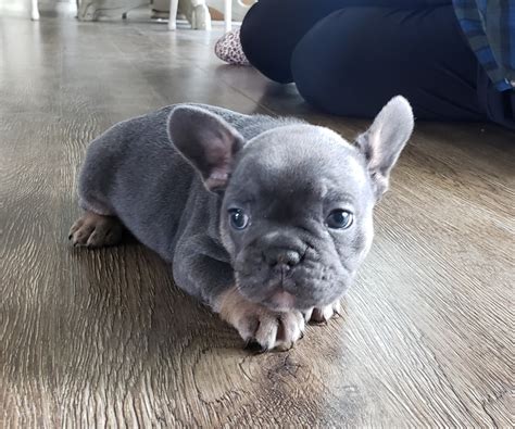 French Bulldog Puppies For Sale | Township of Greenwood, MI #312016