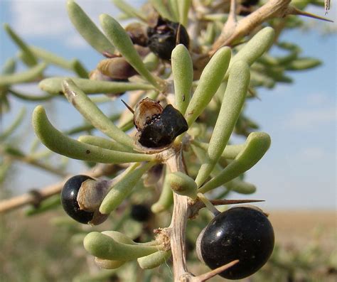 Black Goji Berry Plants FOR SALE | Lycium ruthenicum | CANADA