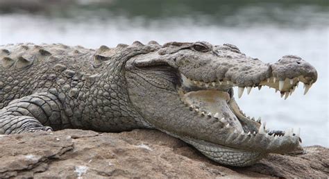 Mugger Crocodile | The Animal Facts | Appearance, Diet, Habitat, Behavior