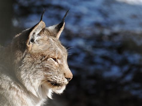 File:Lynx lynx, Luchs 04.JPG - Wikimedia Commons