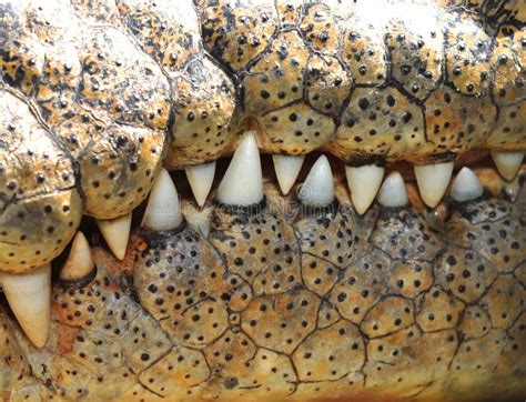 Saltwater Crocodile Teeth ,queensland,australia Stock Photo - Image of eustarine, frame: 25121120