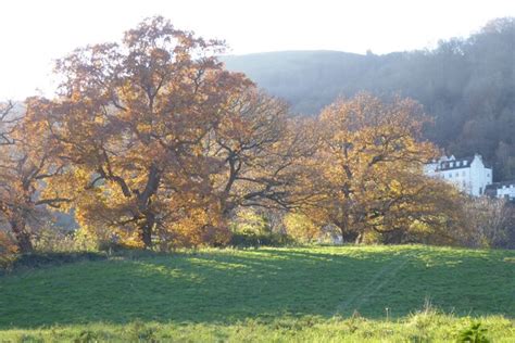 Autumn oak trees © Philip Halling :: Geograph Britain and Ireland