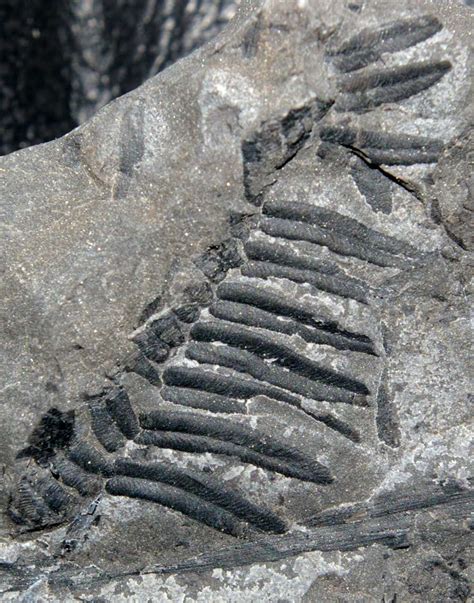 Carboniferous Fern Fossil.Neuropteris schlehani