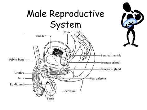 Male Reproductive System Sagittal View Labeled