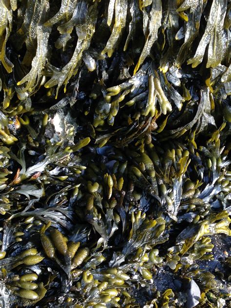 Free Images : water, clear, seaweed, sardine, algae, scrap, sunflower seed, marine biology ...