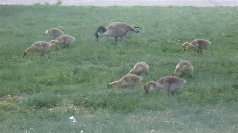 Canadian Geese Feeding - YouTube