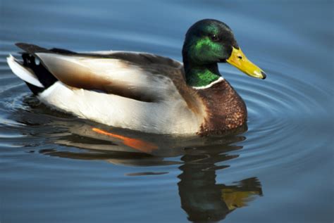 What Are Waterfowl? – BrantaMedia.com