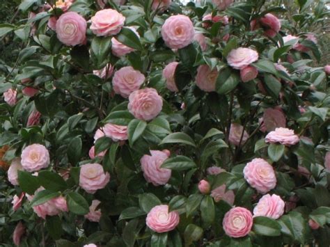 Children of the Corm: A Charleston Garden Blog: Camellia "Pink Perfection"