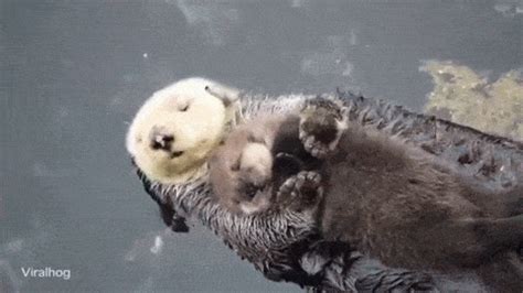 White Wolf : Adorable one-day old sea otter sleeps with mom as they float