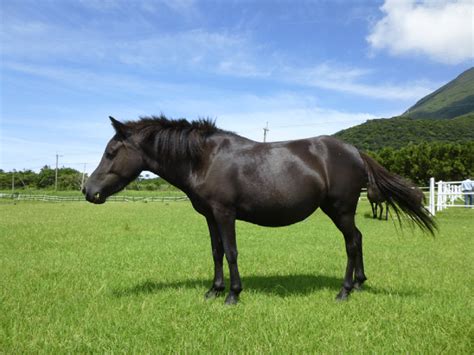 Appearance of the Tokara horse breed. Tokara horses are one of the ...