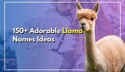 150+ Adorable Llama Names Ideas For Your Pet