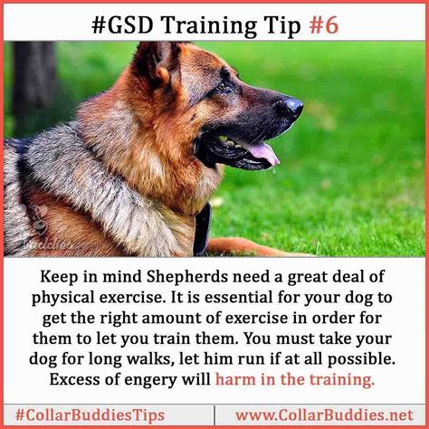 German Shepherd Training Tips