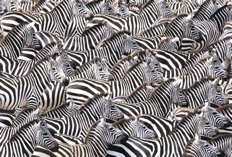 Zebra Herd - Art Wolfe Store