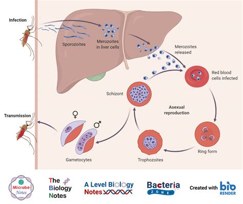 Plasmodium vivax- Life Cycle in Man and in Mosquito