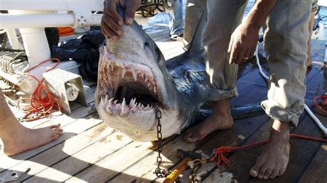 Tourist dies in Egypt shark attack | News | Al Jazeera