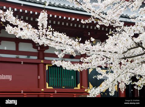 Sensoji buddhist temple cherry blossom hi-res stock photography and ...